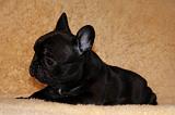 BOULEDOGUE FRANCAIS 805